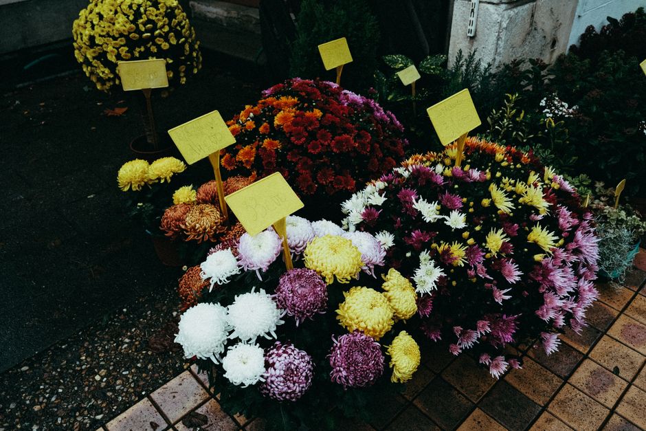 A collection of vibrant chrysanthemum flowers in various colors including white, yellow, purple, pink, orange, and red, arranged in black plastic pots and placed on a brick pavement. Some of the flowe