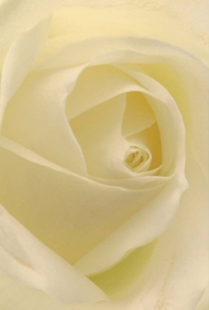 To linger over this close view of a white rose is to be swept into the tranquility and refinement that defines Charing Cross. Shades of white and cream blend across delicate petals, illuminated as though the bloom draws light from within-soft as the glow beside Embankment Gardens. Each petal's edge is smooth and serene, creating elegant layers that suggest both purity and subtle resilience. The spiraled perfection at the heart of the rose speaks quietly of love, forgiveness, and the graceful strength found in life's turning points. Embracing both colour and shadow, the rose becomes an ideal offering for heartfelt apologies, elegant city weddings, or as a sincere centrepiece at a gathering overlooking the Thames. The air around the bloom is clean and serene, perfumed only by a gentle hint of freshness, making it a universally appropriate choice. Arranged with thought and artistry by Charing Cross Florist, this rose represents moments of meaning, ready to bring comfort, joy, or remembrance to every corner of the community.